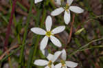 Shortleaf rose gentian